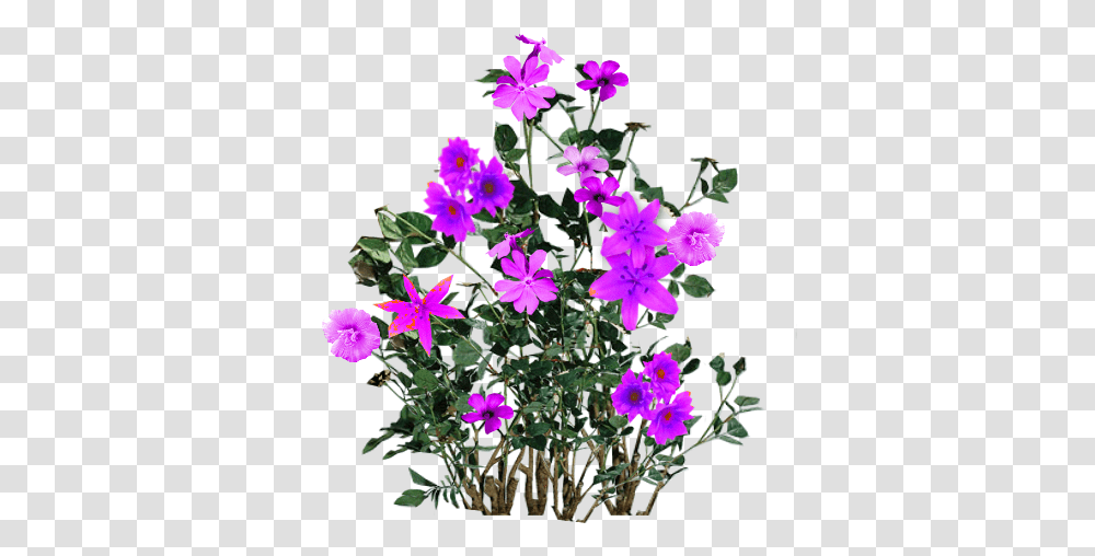 Script Library Flower, Geranium, Plant, Blossom, Purple Transparent Png
