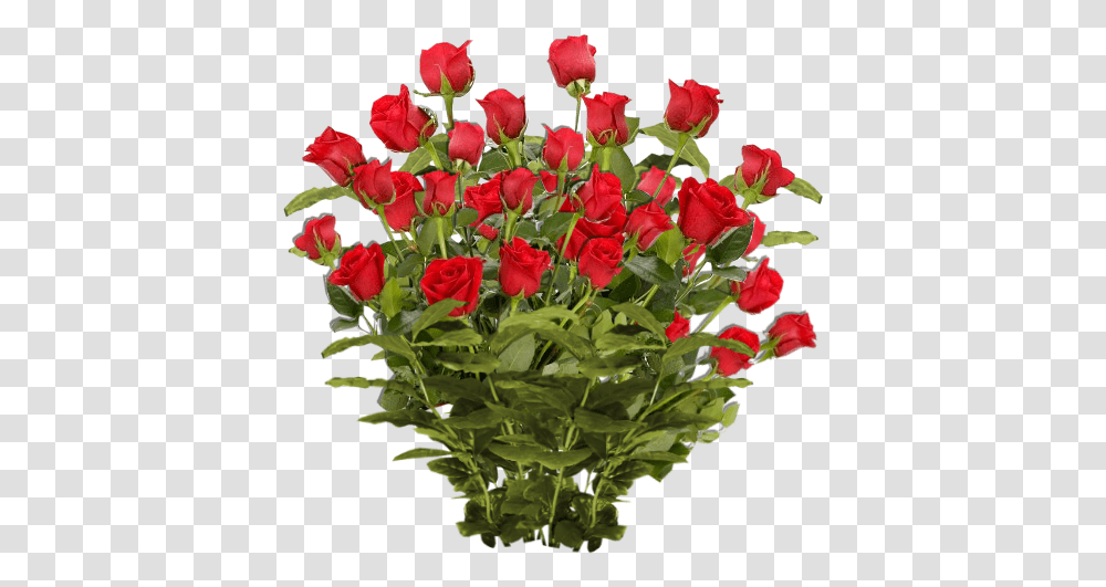 Script Library Flower, Plant, Blossom, Rose, Flower Arrangement Transparent Png