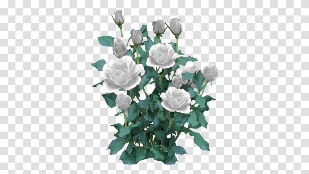 Script Library White Rose Bush, Plant, Flower, Blossom, Geranium Transparent Png