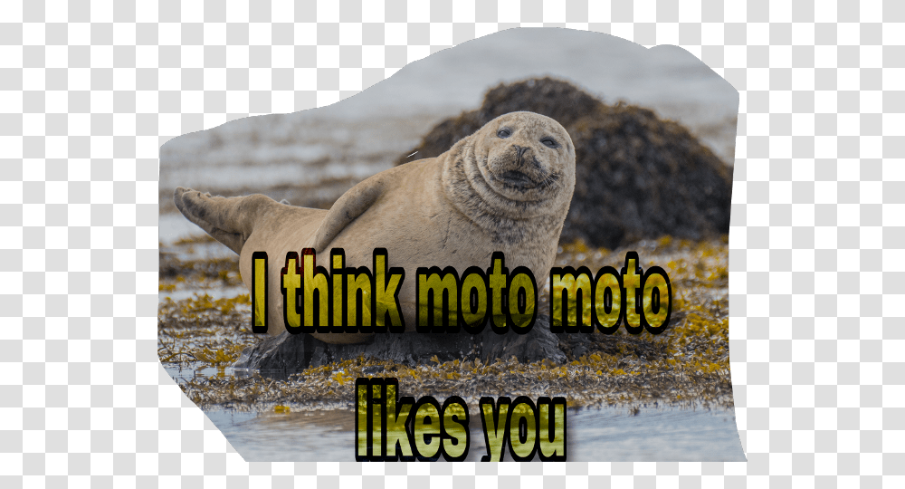 Scseal Seal Moto Freetoedit Animal Prompts, Sea Lion, Mammal, Sea Life, Wildlife Transparent Png
