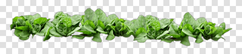 Scspinach Spinach Garden Row Green Food Health, Plant, Vegetable, Leaf Transparent Png