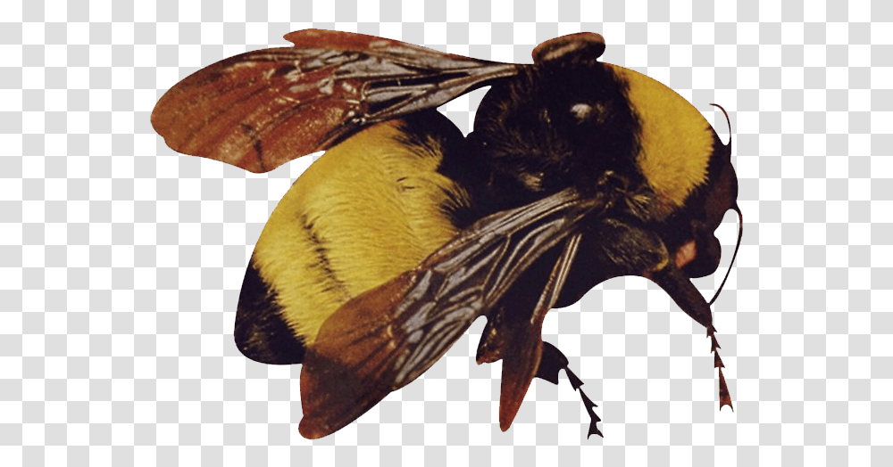 Scum Fuck Flower Boy Bee, Bat, Wildlife, Mammal, Animal Transparent Png