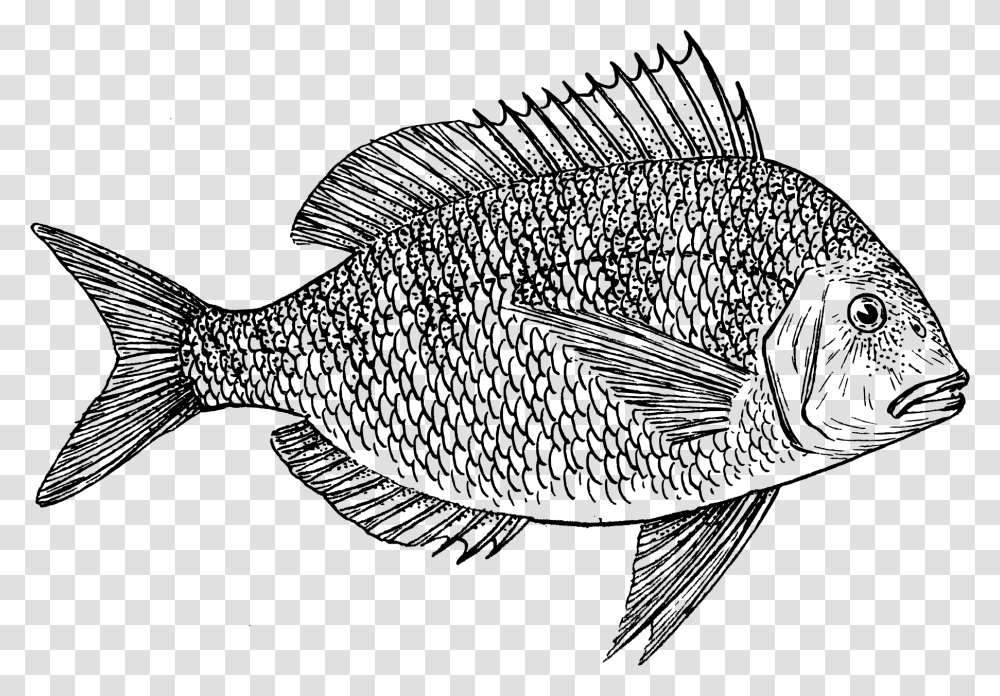 Scup Porgy Fishing Cod Clip Art, Gray, World Of Warcraft Transparent Png
