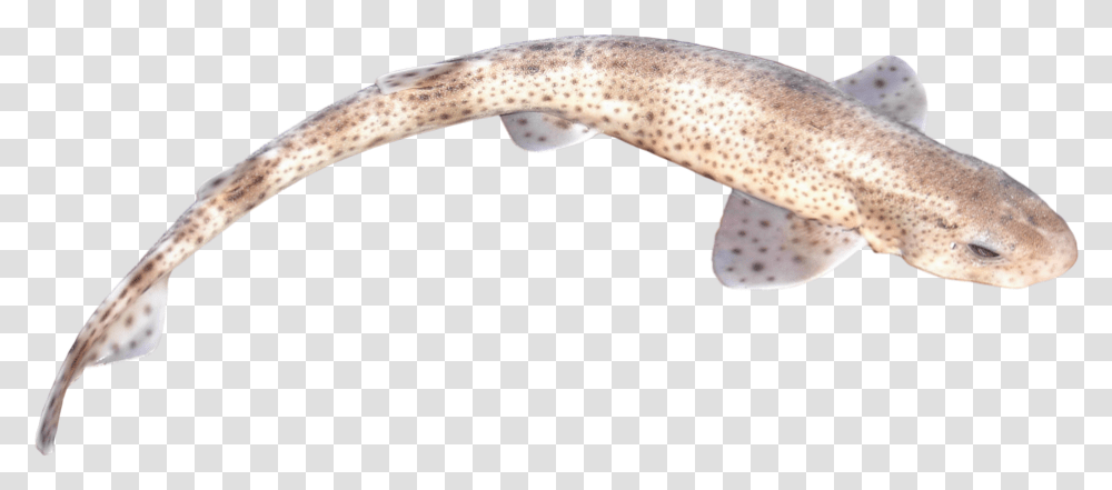 Scyliorhinus Canicula, Fish, Animal, Lizard, Reptile Transparent Png