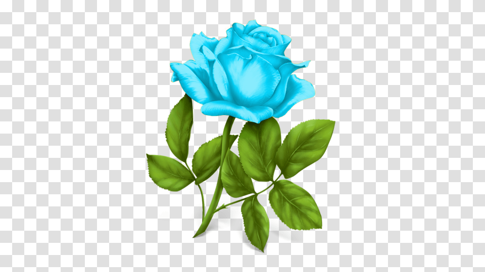 Sd Mcv Rose Roses Album, Plant, Petal, Flower, Blossom Transparent Png
