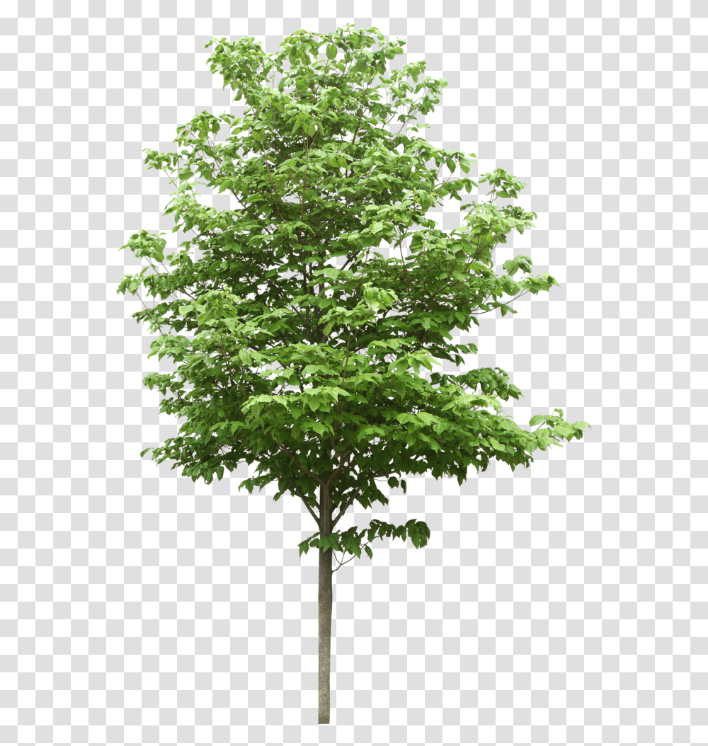Sdn Trees Scientific Resources Bhd File Hd Clipart Tree, Plant, Maple, Oak Transparent Png