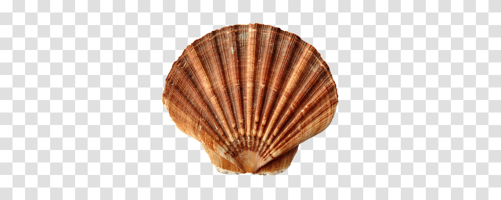 Sea Technology, Fungus, Clam, Seashell Transparent Png
