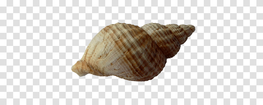 Sea Technology, Conch, Seashell, Invertebrate Transparent Png