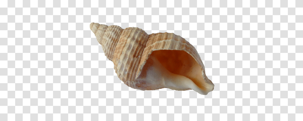 Sea Technology, Fungus, Conch, Seashell Transparent Png