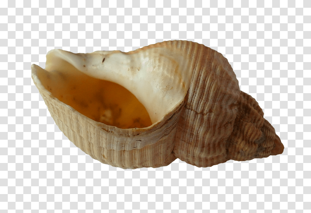 Sea Nature, Fungus, Conch, Seashell Transparent Png