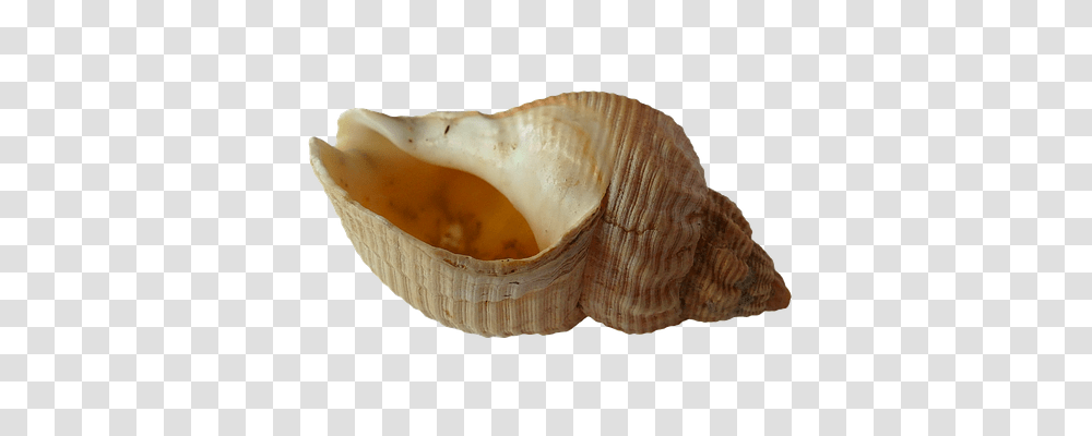 Sea Technology, Conch, Seashell, Invertebrate Transparent Png