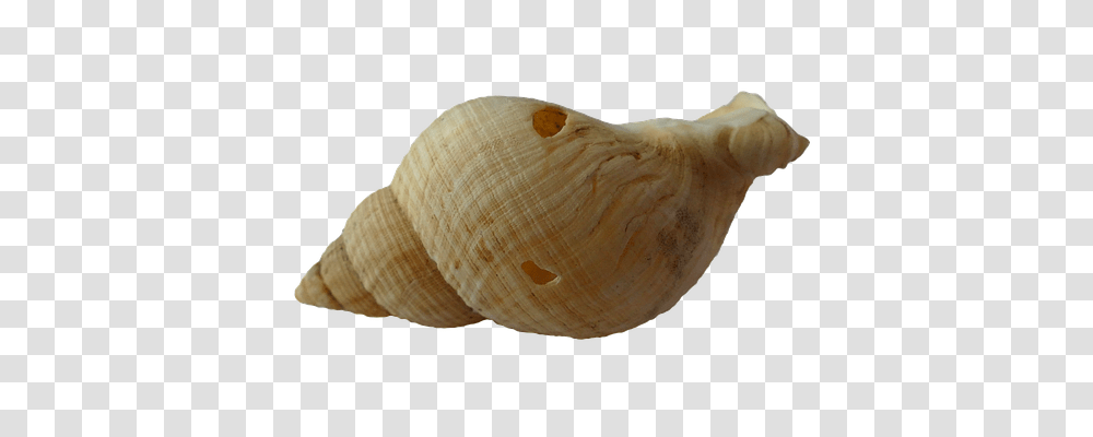 Sea Technology, Seashell, Invertebrate, Sea Life Transparent Png