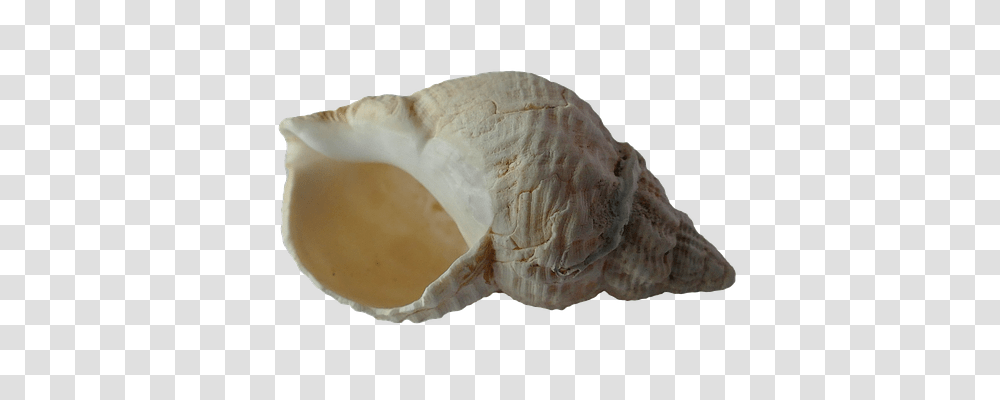 Sea Technology, Fungus, Seashell, Invertebrate Transparent Png