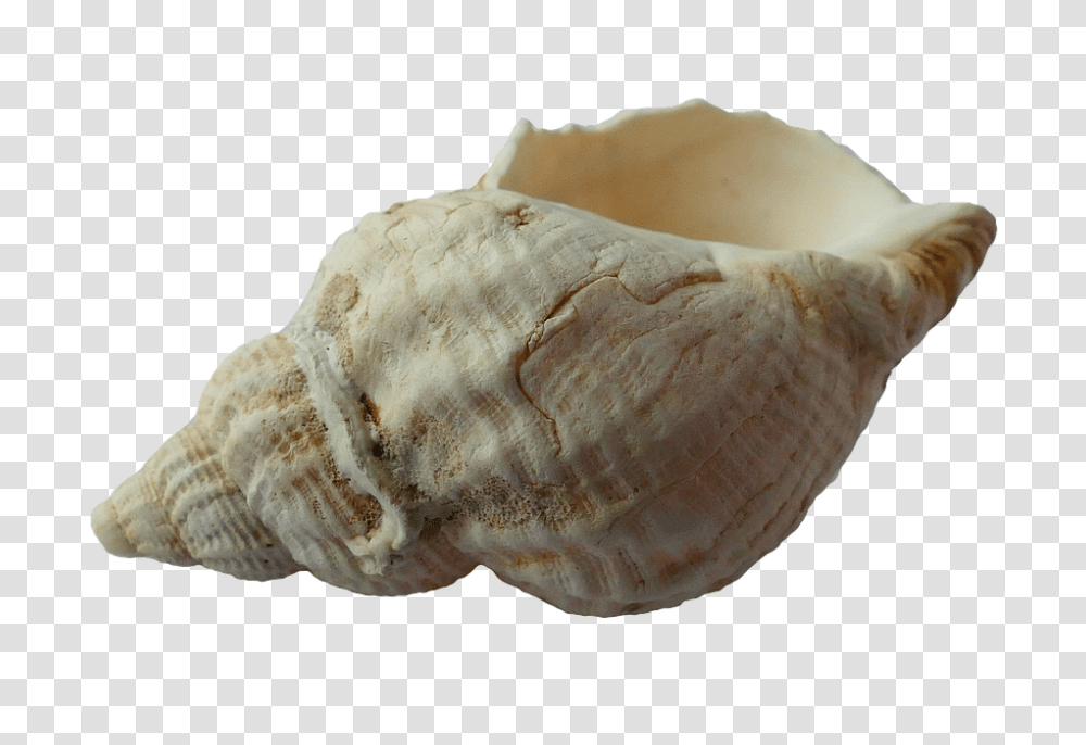 Sea 960, Nature, Conch, Seashell, Invertebrate Transparent Png