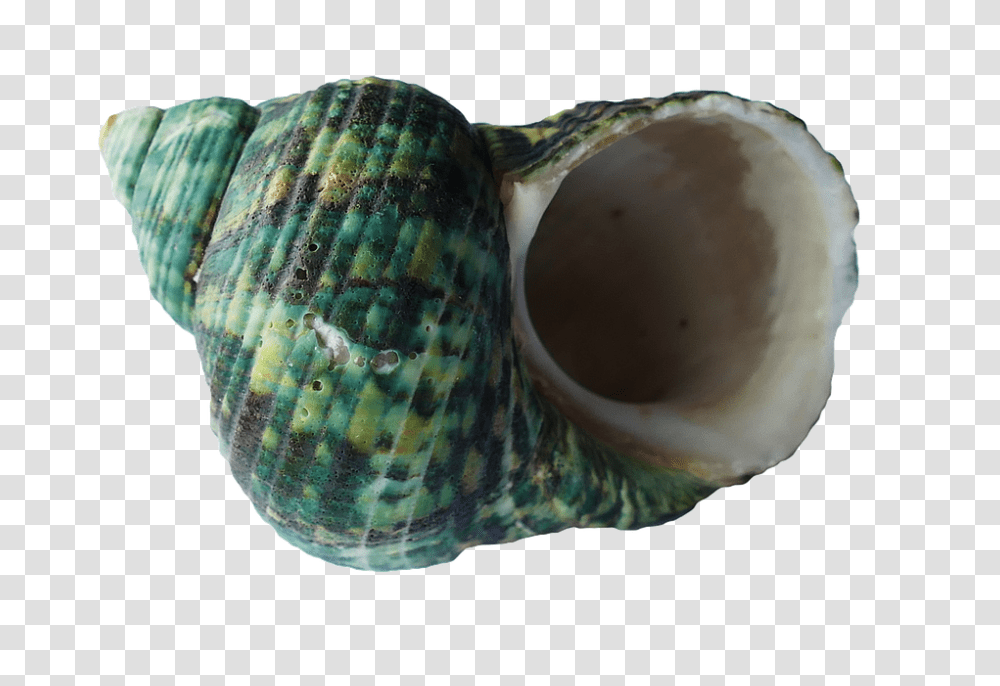 Sea 960, Nature, Conch, Seashell, Invertebrate Transparent Png