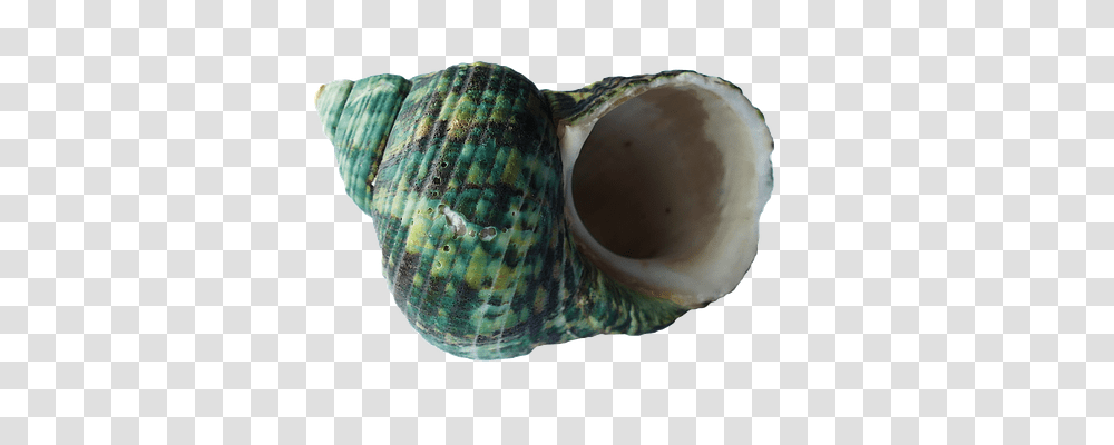 Sea Technology, Conch, Seashell, Invertebrate Transparent Png