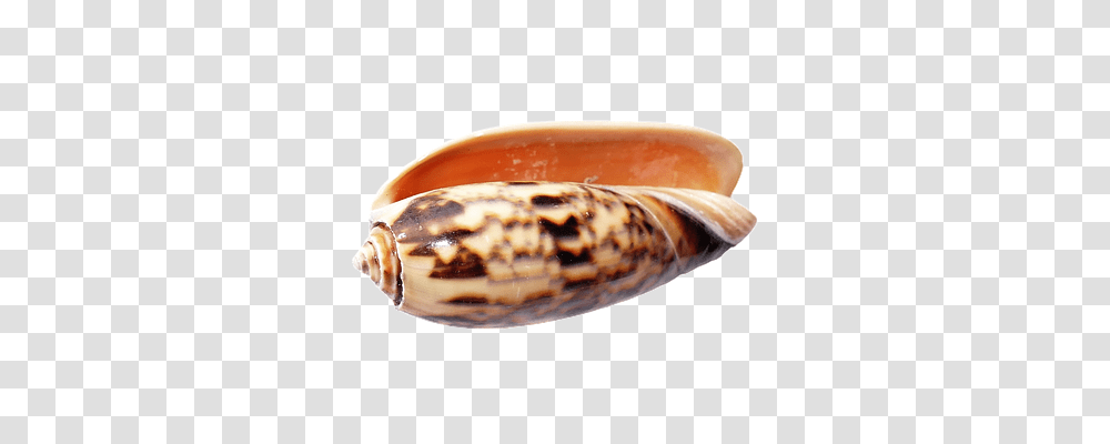 Sea Technology, Seashell, Invertebrate, Sea Life Transparent Png