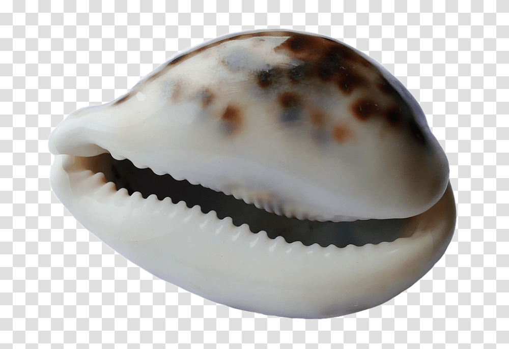 Sea 960, Nature, Egg, Food, Seashell Transparent Png