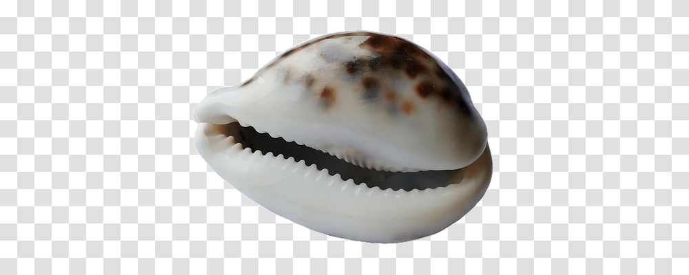 Sea Technology, Seashell, Invertebrate, Sea Life Transparent Png