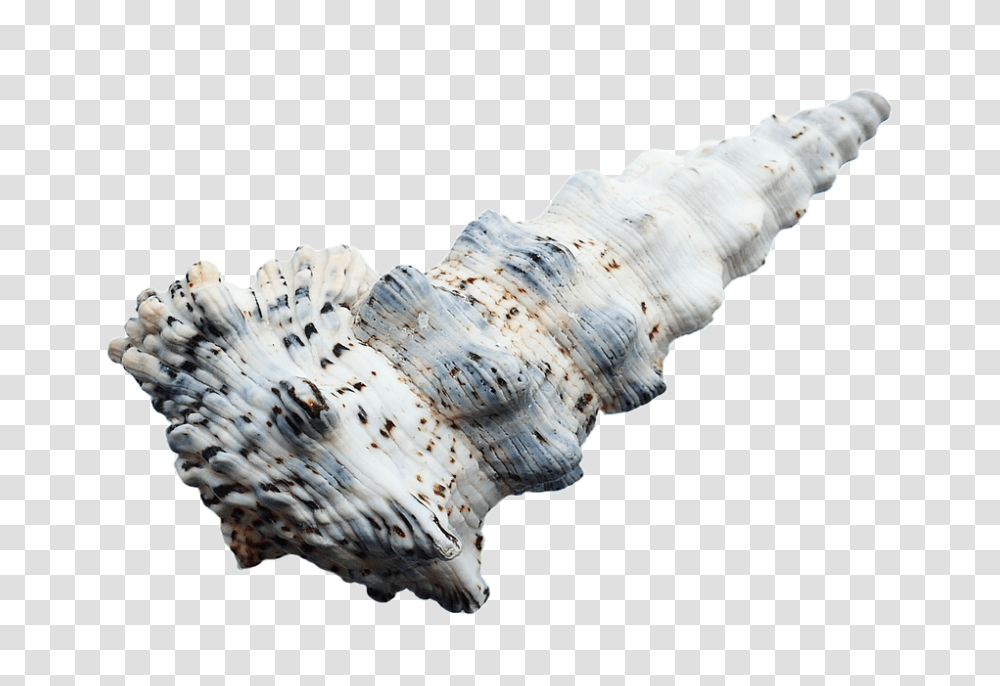 Sea 960, Nature, Conch, Seashell, Invertebrate Transparent Png