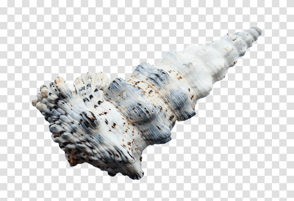 Sea Nature, Conch, Seashell, Invertebrate Transparent Png