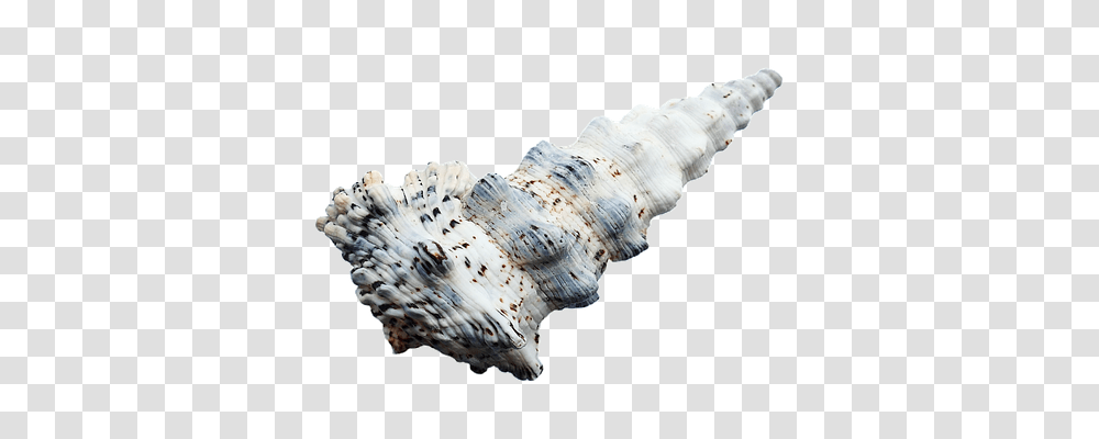 Sea Technology, Conch, Seashell, Invertebrate Transparent Png