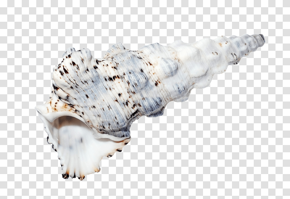 Sea 960, Nature, Conch, Seashell, Invertebrate Transparent Png
