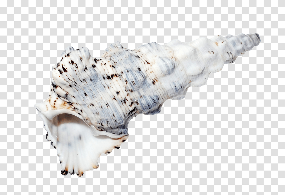 Sea Nature, Fungus, Conch, Seashell Transparent Png