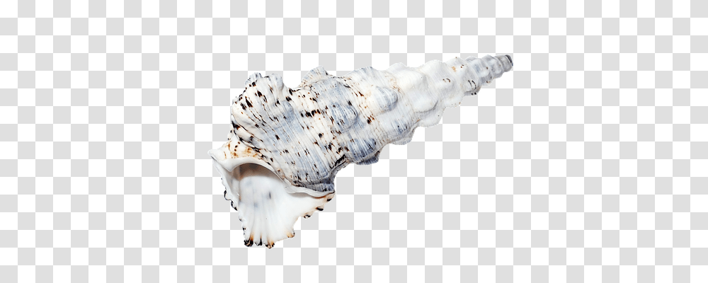 Sea Technology, Seashell, Invertebrate, Sea Life Transparent Png