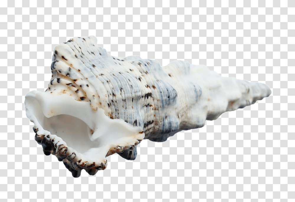 Sea 960, Nature, Seashell, Invertebrate, Sea Life Transparent Png
