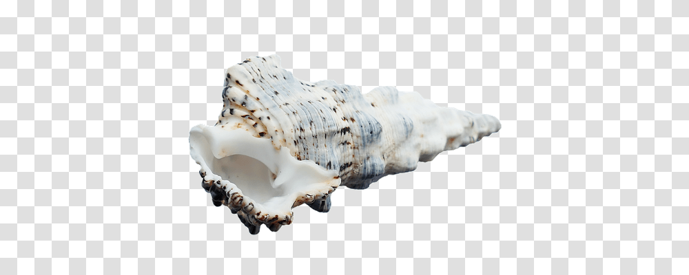 Sea Technology, Seashell, Invertebrate, Sea Life Transparent Png