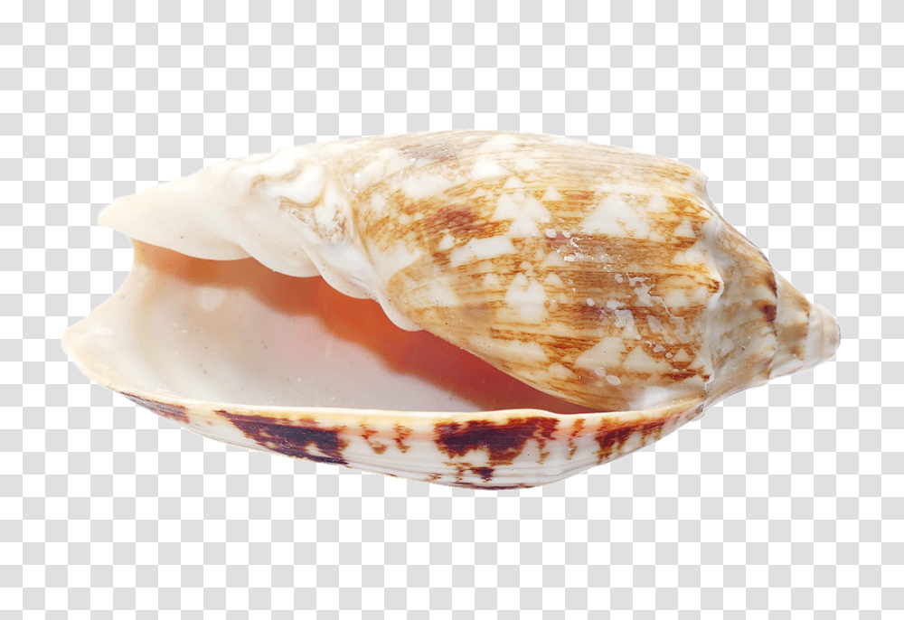 Sea 960, Nature, Fungus, Sea Life, Animal Transparent Png