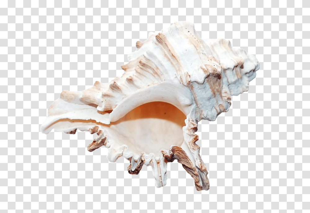 Sea 960, Nature, Fungus, Sea Life, Animal Transparent Png