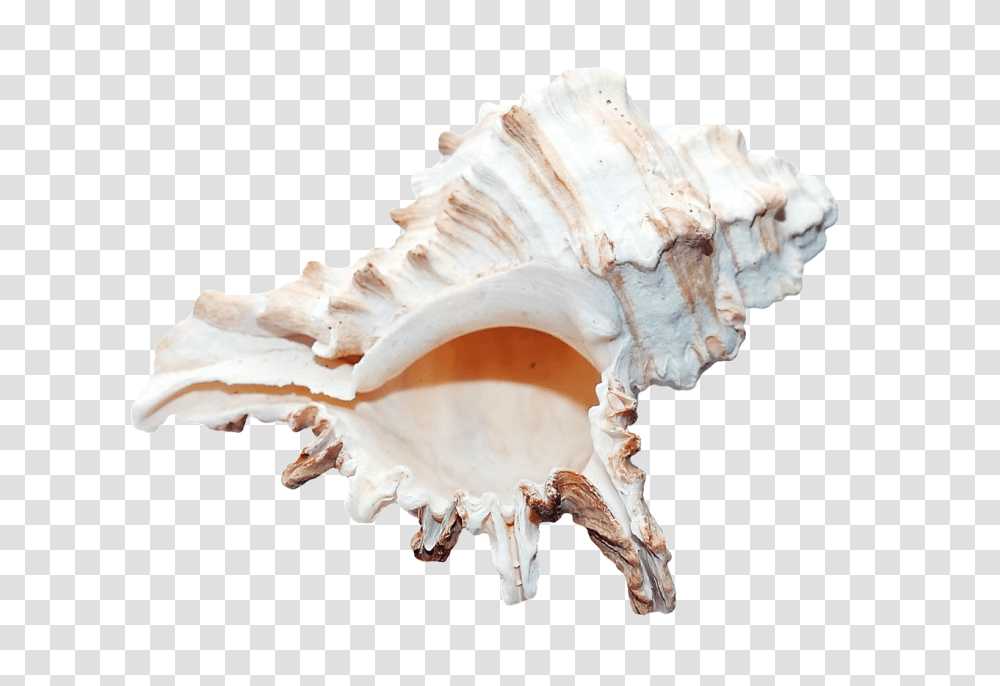 Sea Nature, Fungus, Conch, Seashell Transparent Png