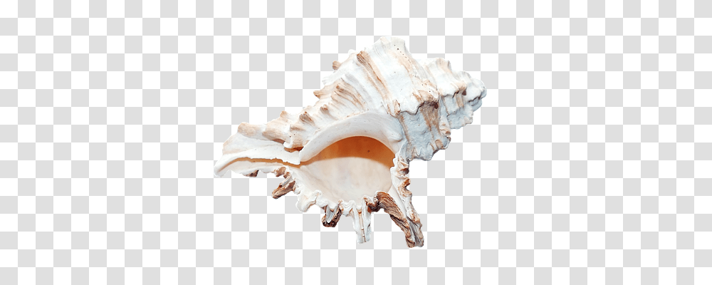 Sea Technology, Fungus, Sea Life, Animal Transparent Png