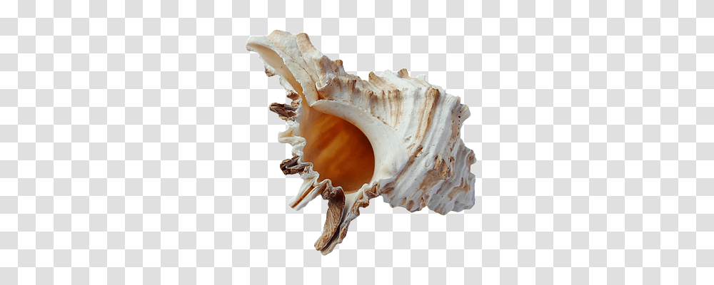 Sea Technology, Fungus, Sea Life, Animal Transparent Png