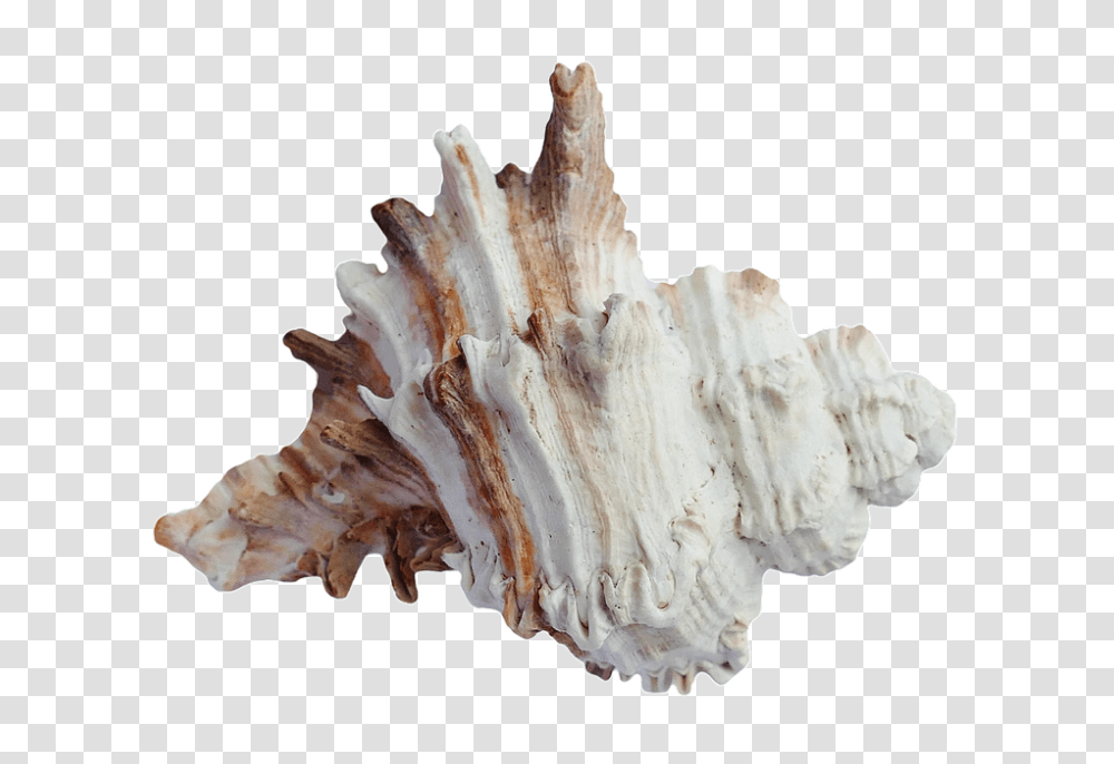 Sea 960, Nature, Fungus, Sea Life, Animal Transparent Png