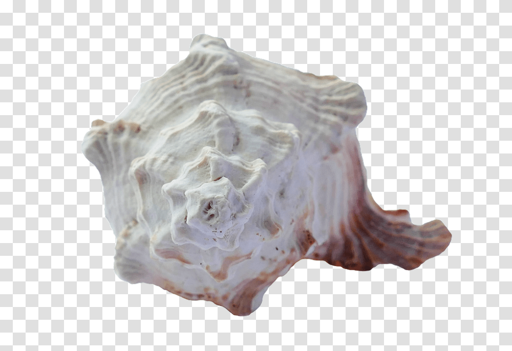 Sea 960, Nature, Conch, Seashell, Invertebrate Transparent Png