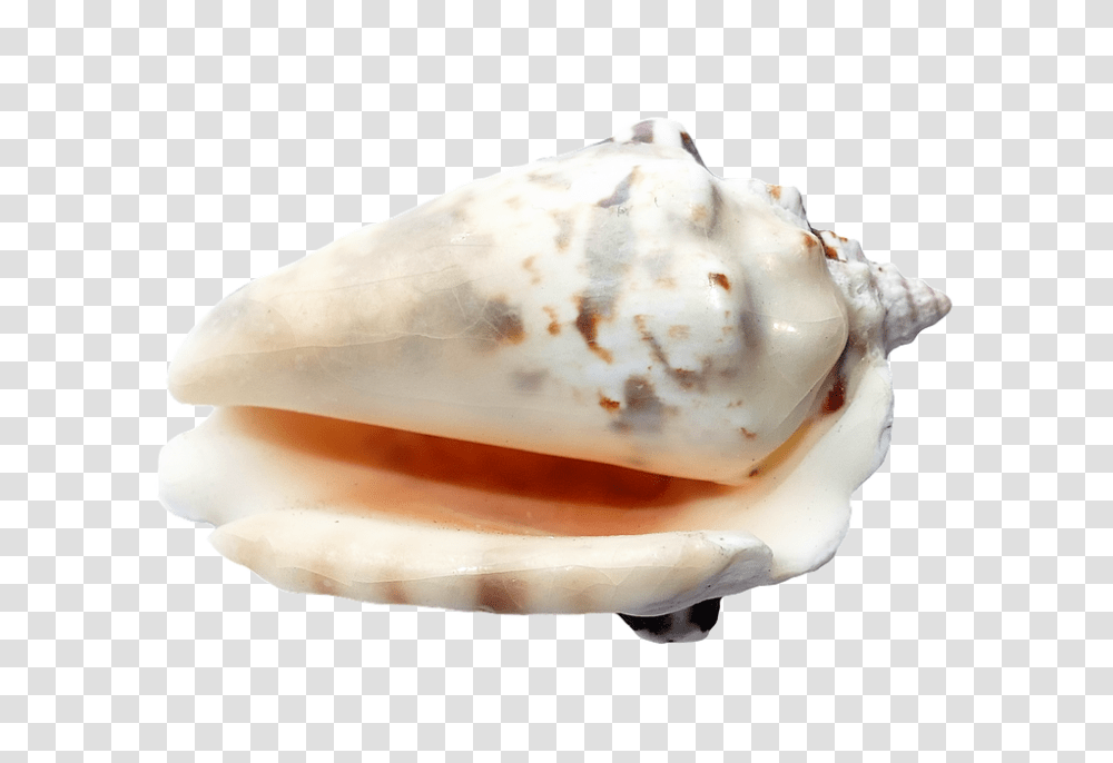 Sea 960, Nature, Fungus, Conch, Seashell Transparent Png