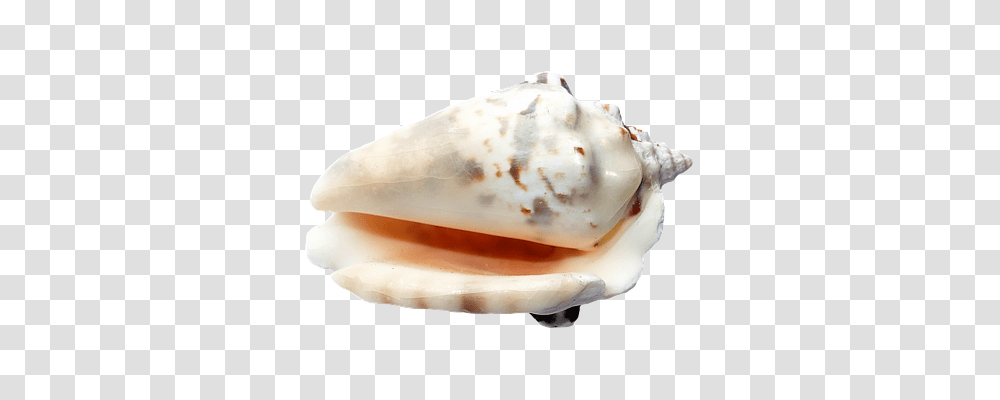 Sea Technology, Fungus, Sea Life, Animal Transparent Png