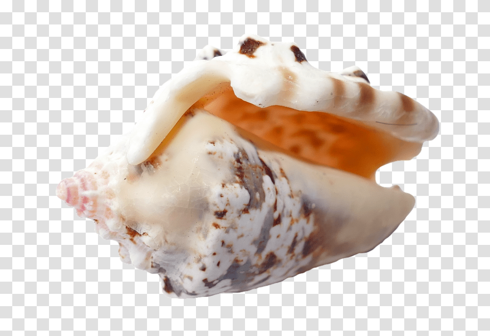 Sea 960, Nature, Fungus, Sea Life, Animal Transparent Png