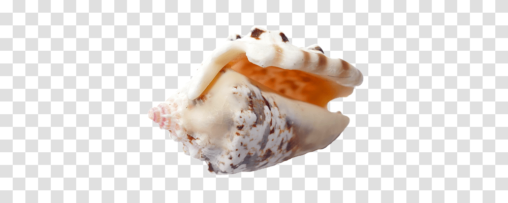 Sea Technology, Fungus, Sea Life, Animal Transparent Png