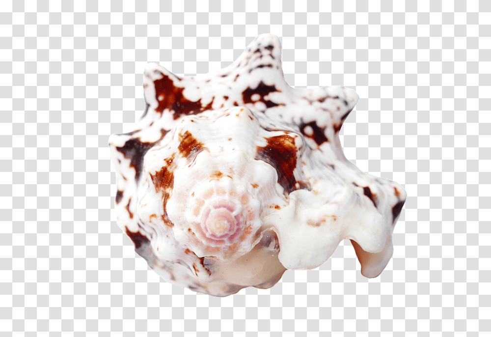 Sea 960, Nature, Sea Life, Animal, Conch Transparent Png