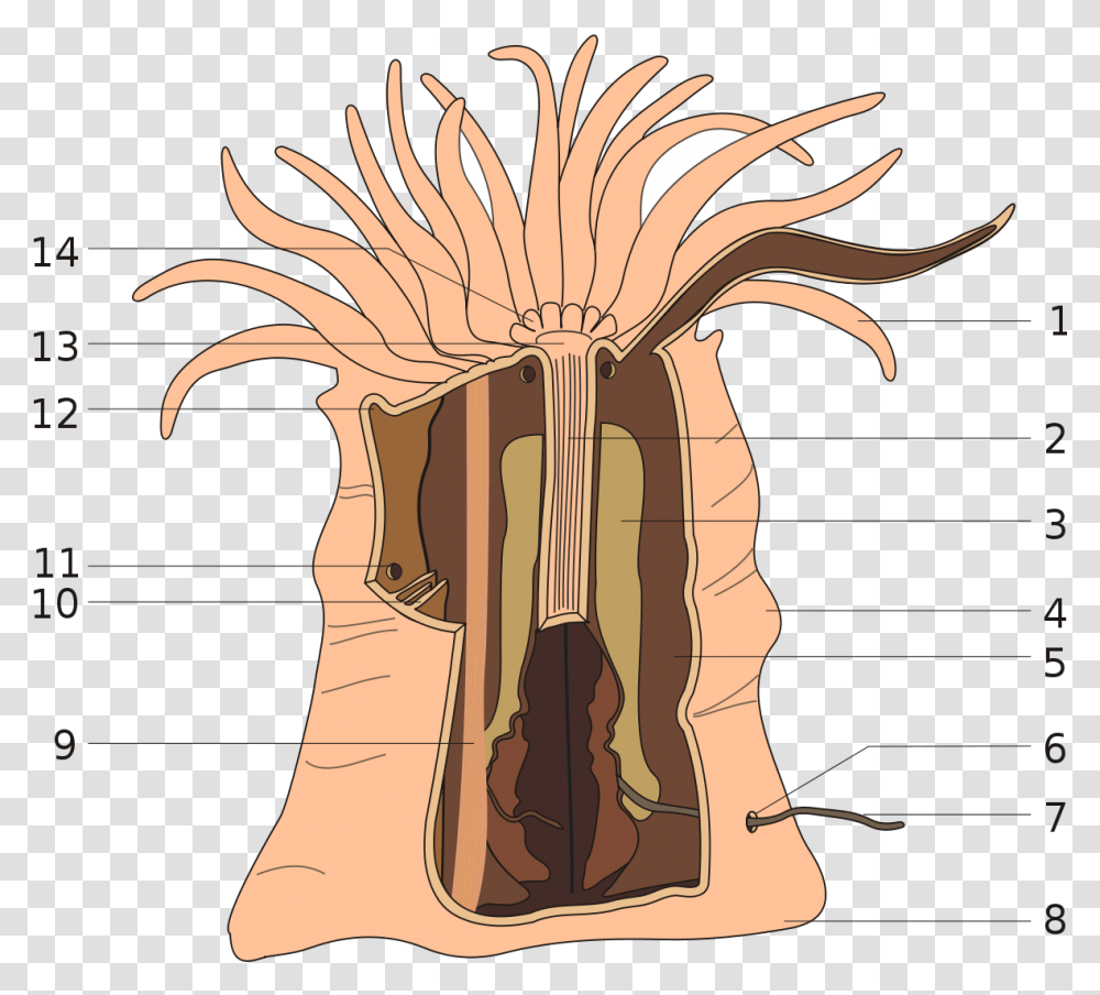 Sea Anemone Anatomy, Plant, Architecture, Building, Scroll Transparent Png