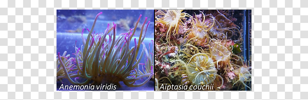 Sea Anemone, Outdoors, Water, Nature, Ocean Transparent Png