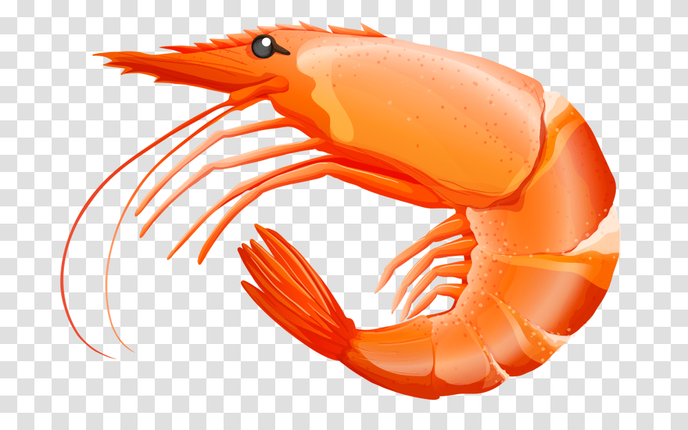 Sea Animal Sea Clip Art And Under The Sea, Shrimp, Seafood, Sea Life Transparent Png