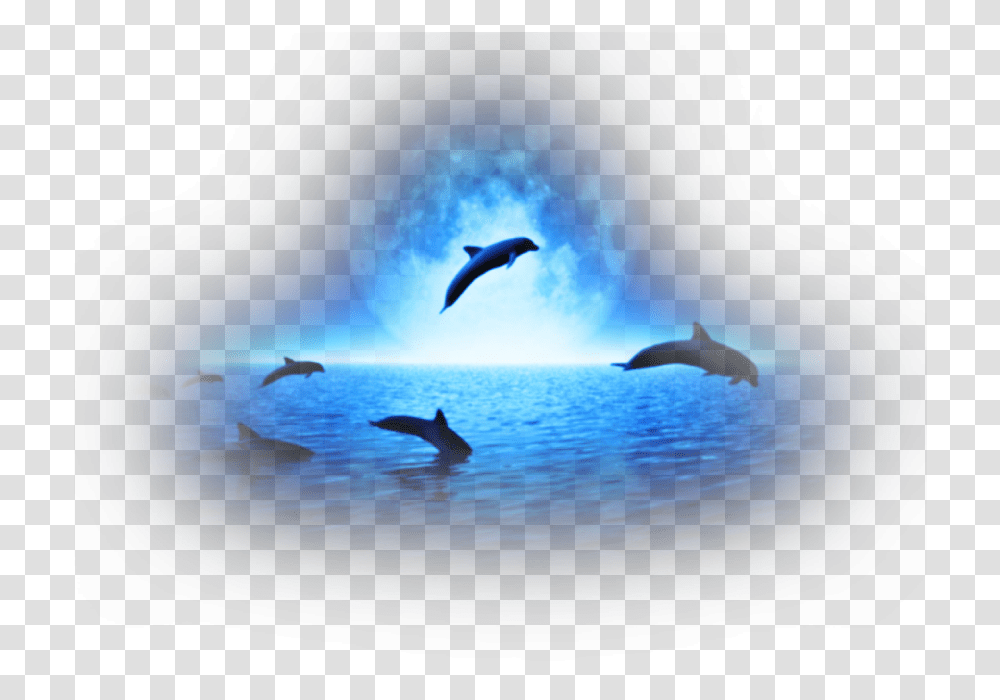 Sea Animals Dolphins, Bird, Mammal, Sea Life Transparent Png