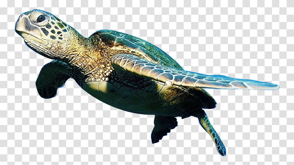 Sea Animals Fish Sea, Sea Life, Sea Turtle, Reptile, Tortoise Transparent Png