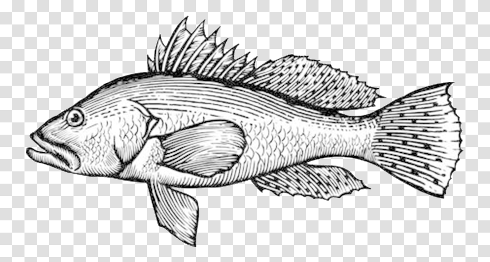 Sea Bass Clip Art, Fish, Animal, Perch, Cod Transparent Png