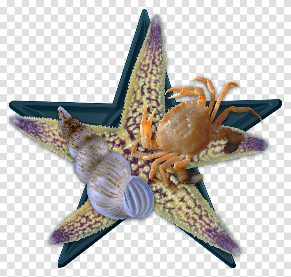 Sea Bio Barnstar Hires Northern Pacific Sea Star, Sea Life, Animal, Invertebrate, Starfish Transparent Png